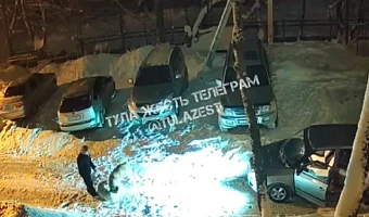 Полиция проведёт проверку после нападения собаки на подростка и другого пса в Суворове