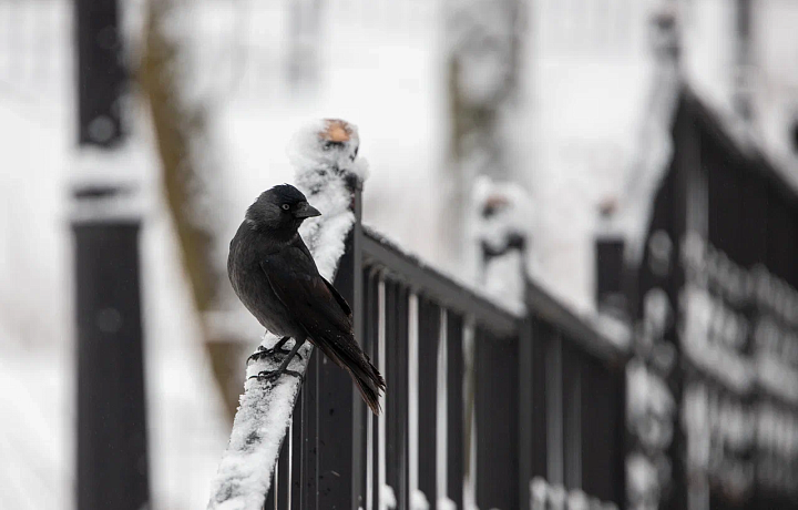 18 января в Туле пройдет снег с дождем и потеплеет до +2 градусов