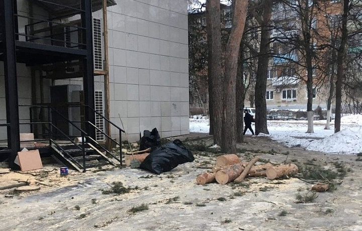 ﻿В центре Алексина начали спиливать свежие сосны