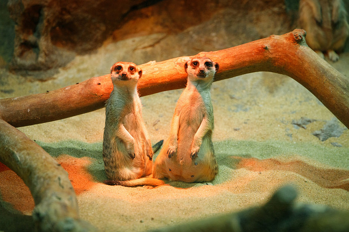 «Сурикаты агрессивно относятся к чужакам»: стоит ли заводить таких питомцев в доме