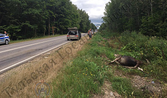 За год в Тульской области произошло 319 аварий с животными, треть – с лосями: в ГАИ назвали самые опасные дороги