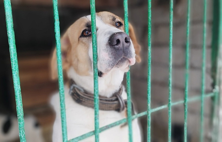 Какая помощь нужна бездомным животным в тульских приютах зимой
