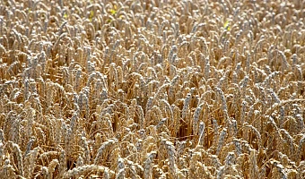 Россельхознадзор обнаружил нарушение при ввозе семян пшеницы в Тульскую область