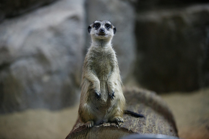 «Сурикаты агрессивно относятся к чужакам»: стоит ли заводить таких питомцев в доме