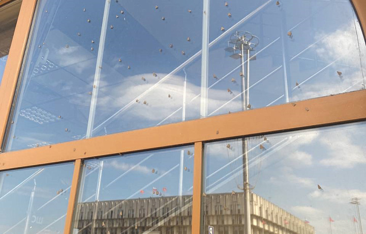 Луговые мотыльки перешли в центр Тулы и атаковали ТЦ «Гостиный двор»