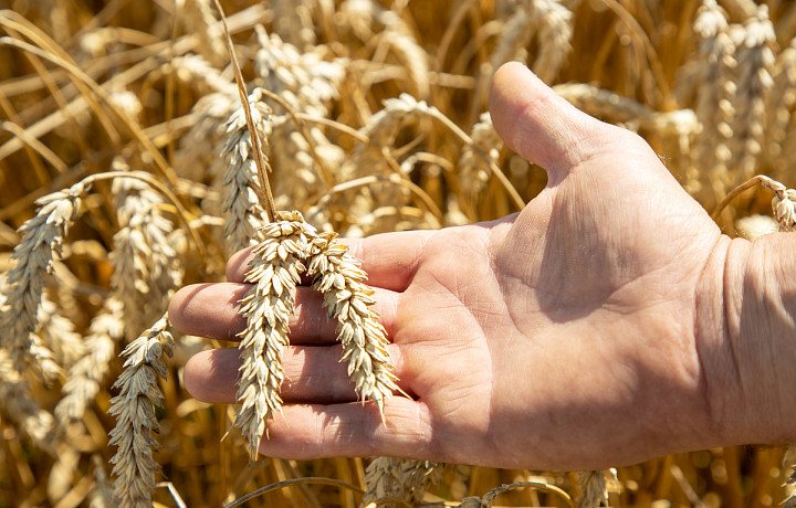 Можно даже с непереносимостью глютена – диетолог рассказала о пользе злаковых