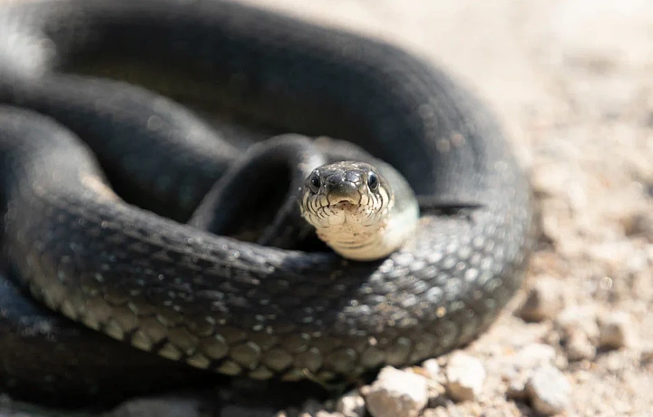 На мою бывшую похожа: как вести себя при встрече со змеей и что делать при укусе