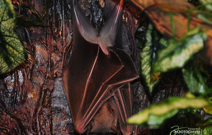 В тульском Экзотаруиме на свет появились египетская летучая собака и карликовая игрунка