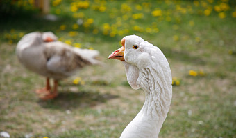 Тульский фермер требует от соседа миллион рублей за гибель сотни кур и гусей