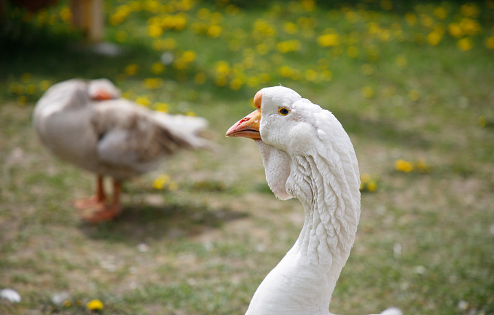 Тульский фермер требует от соседа миллион рублей за гибель сотни кур и гусей