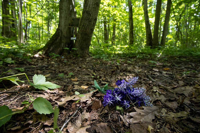 Фоторепортаж из Тесницого леса: как выглядит расстрельный полигон под Тулой