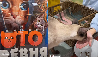 Кошек из Тулы привезли в Липецк под видом фейкового «зоотеатра»