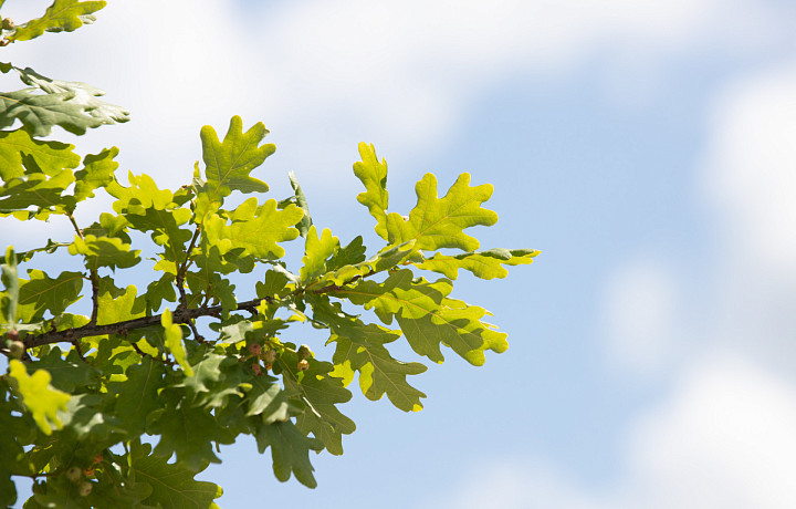 Немного солнца и снова осадки: погода в Туле на 31 июля