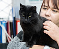 Вестники неудачи или пушистые милашки: тульские черные кошки ищут своих хозяев