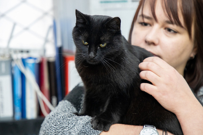 Вестники неудачи или пушистые милашки: тульские черные кошки ищут своих хозяев