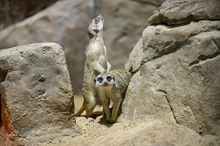 «Сурикаты агрессивно относятся к чужакам»: стоит ли заводить таких питомцев в доме