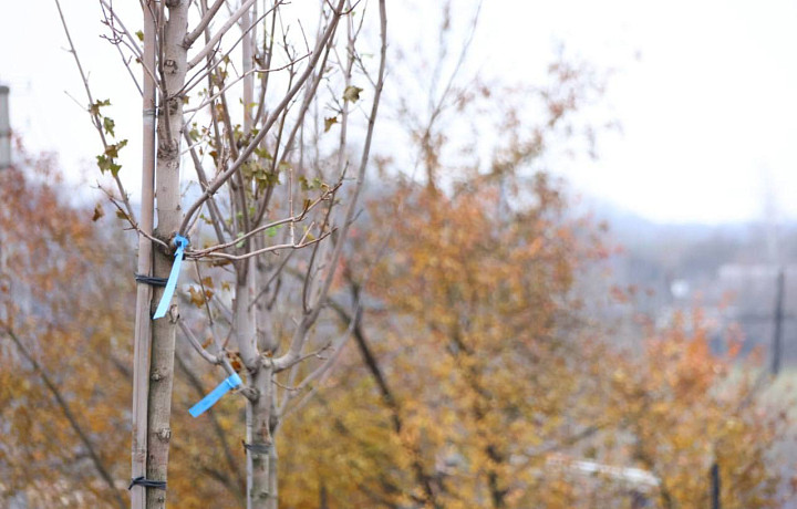 В Новомосковске высадили остролистные клены на улице Азотной