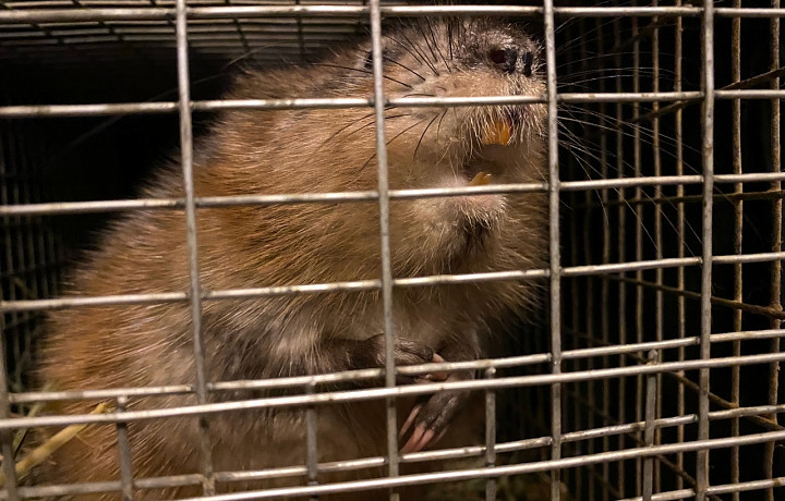 В нашем доме поселился замечательный сосед: ондатру нашли в подъезде на улице Первомайской в Туле