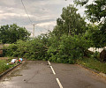 Ураган в Алексине снес крышу здания и сломал многолетнее дерево