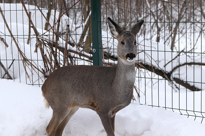 Зверские морозы: как животные зооуголка Белоусовского парка переживают снежную зиму и природные катаклизмы. Фоторепортаж