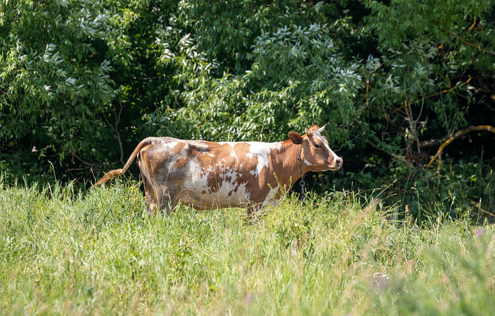 В Тульской области глава КФХ подал в суд на продавца коров: животные заразились бруцеллезом, сдохли и привели к краху хозяйства