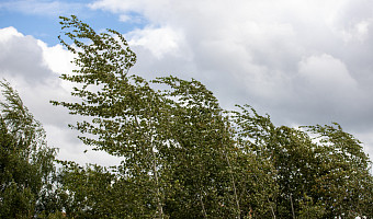 Туляков предупредили о грозе и усилении ветра 24 июля