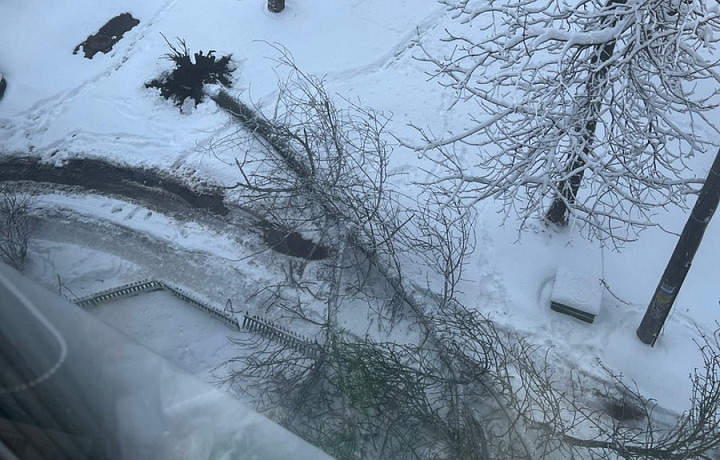 ﻿Во дворе одного из домов на проспекте Ленина в Туле рухнуло дерево