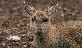 Тулякам разрешили отстрелять 1711 косуль и 556 лосей: в регионе утвердили лимиты на охоту в новом сезоне