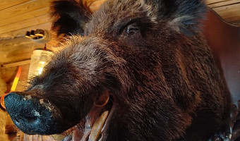 В связи с угрозой АЧС в тульских лесах разрешили застрелить больше 200 кабанов