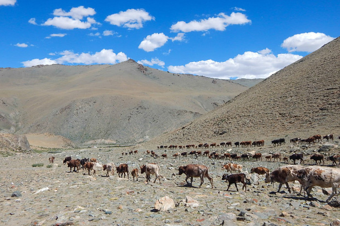 Тулячка путешествует на велосипеде по всему миру: добиралась до Индии и под впечатлением от российского Севера