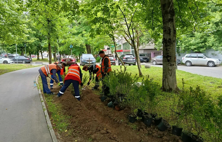 В Туле высадят более тысячи саженцев кизильника