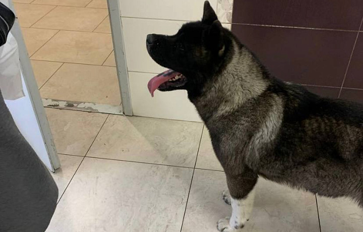 Местный Хатико: в Туле добродушная собака ищет хозяев в торговом центре