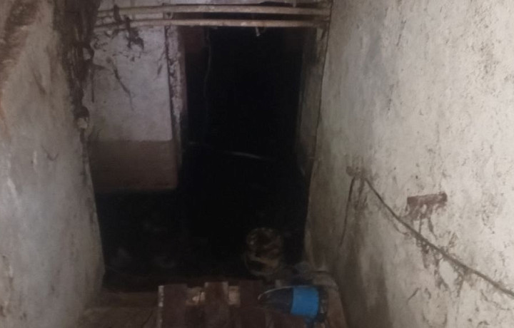 В Тульском экзотариуме рассказали, в затопленном подвале пятиэтажки в Туле могли вырасти грибы-навозники