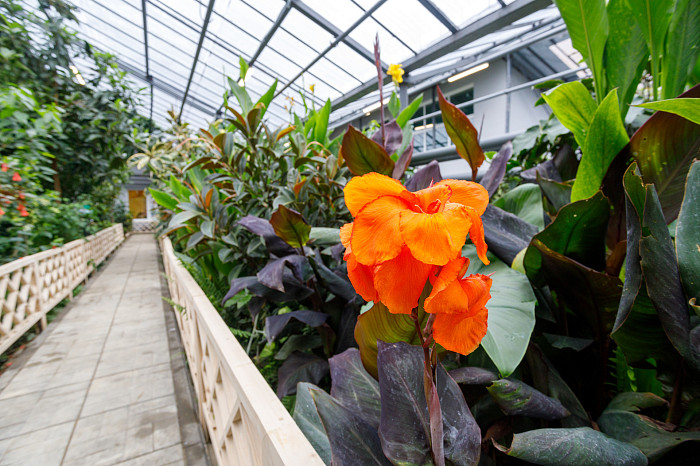 В тульской школе привели в порядок уникальную оранжерею с более чем 200 видами растений