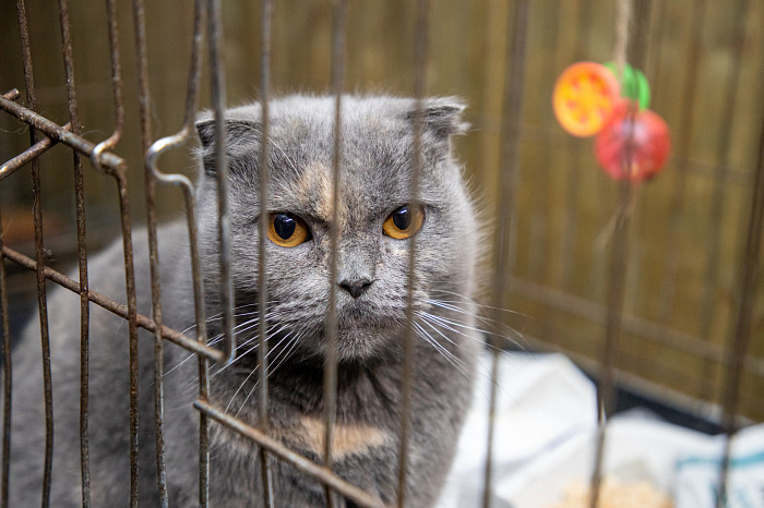 Вестники неудачи или пушистые милашки: тульские черные кошки ищут своих хозяев
