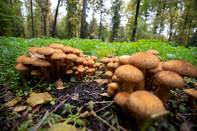 Снег нипочем: какие грибы можно собрать в Тульской области в ноябре