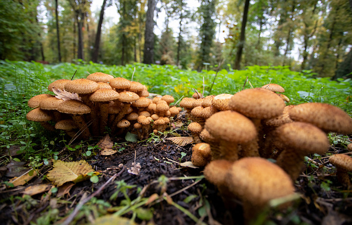 Снег нипочем: какие грибы можно собрать в Тульской области в ноябре