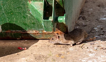 Роспотребнадзор раскрыл детали проверки магазина «Да» в Туле: нашли даже мышиный помёт