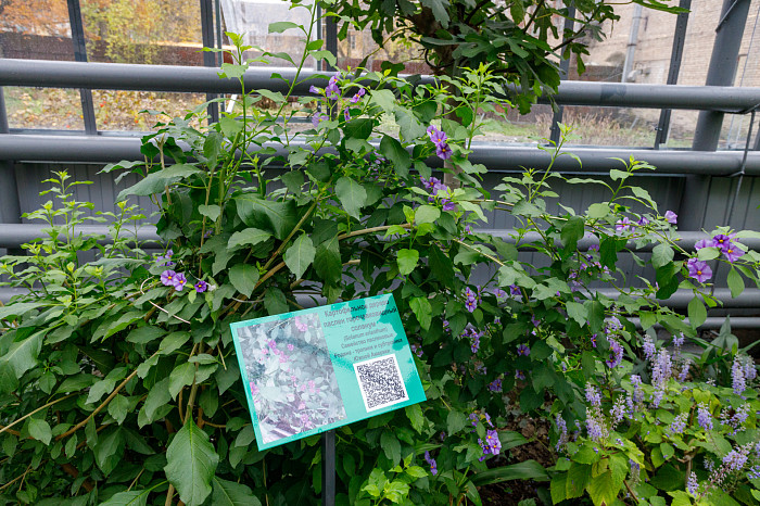 В тульской школе привели в порядок уникальную оранжерею с более чем 200 видами растений