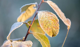 Синоптик Тишковец спрогнозировал первый снег в Центральной России к концу ноября