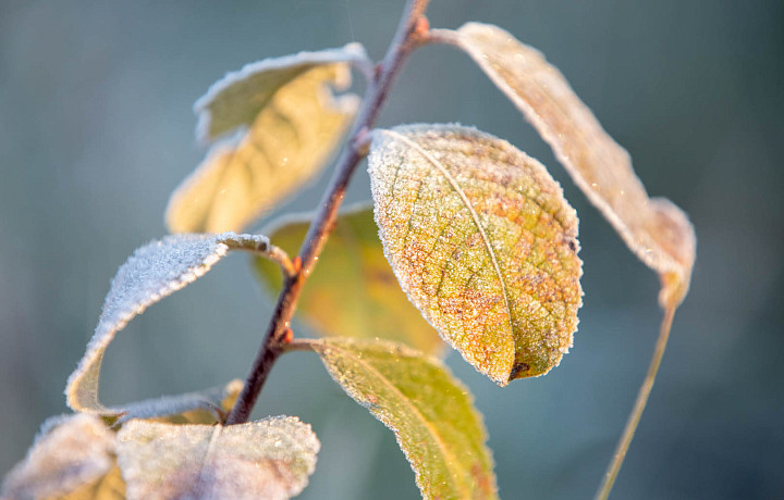 Синоптик Тишковец спрогнозировал первый снег в Центральной России к концу ноября