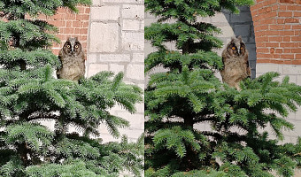 На территории Тульского кремля заметили птенца ушастой совы