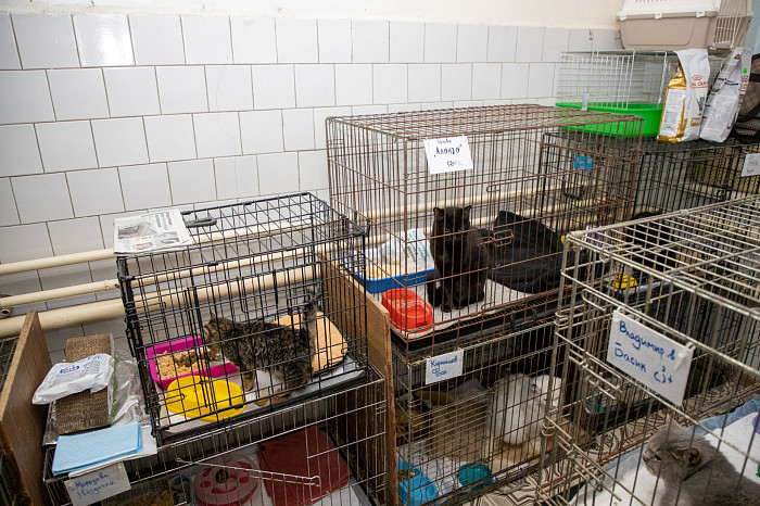 Вестники неудачи или пушистые милашки: тульские черные кошки ищут своих хозяев