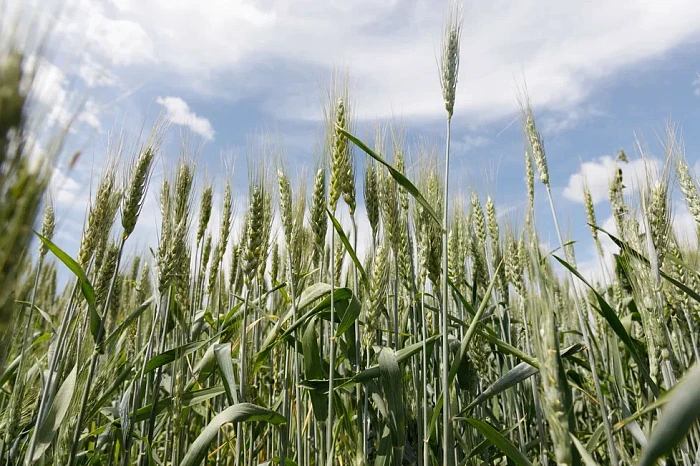 Аргентинцы, сладости и многокилометровая выставка: как проходит «День поля» в Тульской области