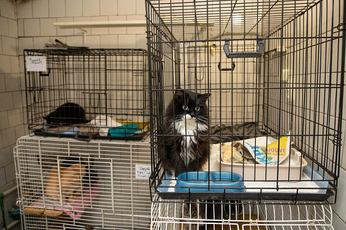 Вестники неудачи или пушистые милашки: тульские черные кошки ищут своих хозяев