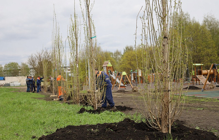 В Новомосковске стартовала весенняя высадка крупногабаритных деревьев