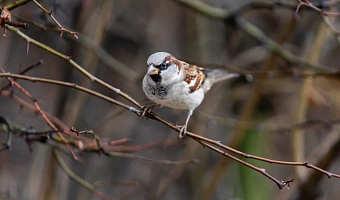 Всероссийская перепись воробьев пройдет с 7 по 15 февраля