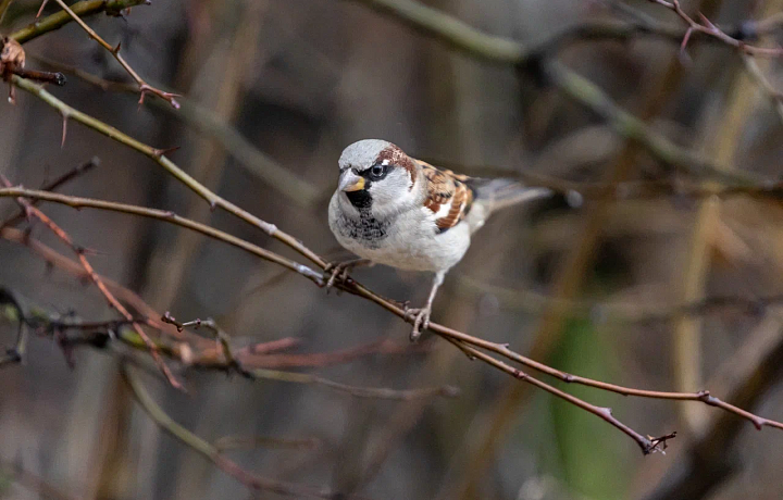 Всероссийская перепись воробьев пройдет с 7 по 15 февраля