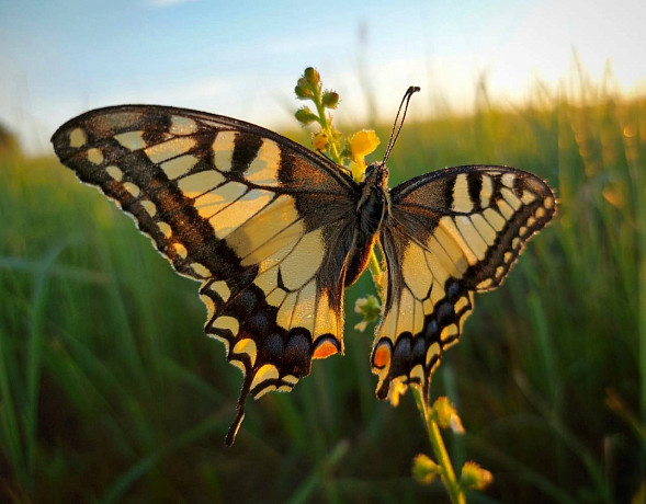 Тульский фотограф запечатлел огромную бабочку