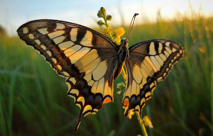 Тульский фотограф запечатлел огромную бабочку